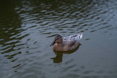 Çiftlik hayvanları kırsal kesimdeki hayvanlar. Sudaki ördek. Ördek kuşu. Kümes hayvanları çiftliği. Doğa yaban hayatı. Gölde ördek