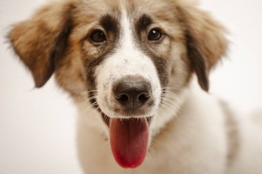 Gülen köpek, gülen surat. Komik köpek. Dili çıkmış köpek yavrusu. Mutlu köpek yavrusu. Yavru köpek.