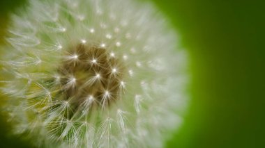 Karahindiba çiçeği. Yumuşak çiçek. Yumuşak karahindiba kafası. Beyaz karahindiba çiçeği. Karahindiba tohumu başları. Doğa arkaplanı