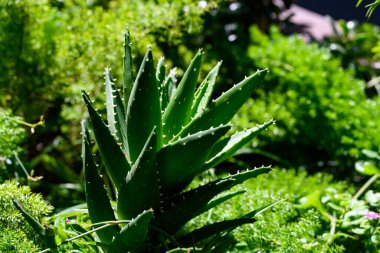 Agave kaktüs arka planı. Kaktüs bitkisi. Kaktüs mü kaktüs bitkisi mi? Kaktüs bitkileri. Arka planda dikenli sulu bitki. Yeşil diken sulu. Çölde kaktüs