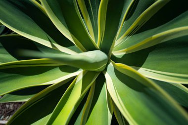 Agave. Kaktüs arka planı, tasarım ya da kaktüs deseni. Kaktüs mü kaktüs bitkisi mi? Kaktüs bitkileri. Arka planda dikenli sulu bitki. Yeşil diken sulu. Çölde kaktüs