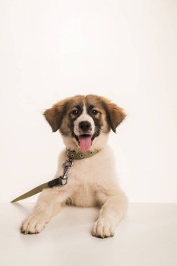Köpek tasması. Köpek eğitimi. Gülen köpek, gülen surat. Komik köpek. Tasmalı köpek yavrusu. Mutlu köpek yavrusu. Yavru köpek.