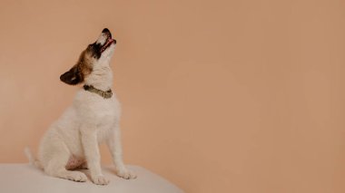 Mutlu yüzlü köpek. Komik köpek. Dili çıkmış köpek yavrusu. Mutlu köpek yavrusu. Yavru köpek. Evcil hayvan dükkânı. Veteriner doktor. Reklam için Boşluğu Kopyala