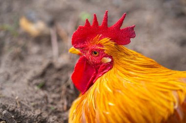 Horoz. Horoz horozu. Çiftlik hayvanları kırsal kesimdeki hayvanlar. Kümes hayvanları çiftliği. Çiftlikteki horoz horozu. Çiftçilik. Çiftlik arazisi. Yeşil çimlerde horoz