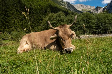 Kahverengi otlayan inek. Hereford inekleri tarlada. İnek suratlı yakın çekim. Yeşil otlakta otlayan inek. Kırsal alan ve inekler için otlak. Kırsaldaki inek sürüsü. Çiftlik arazilerinde inekler. Süt çiftliği.