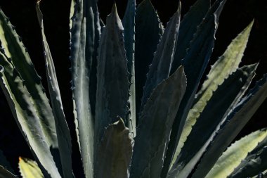 Kaktüs arka planı. Tasarım ya da kaktüs deseni. Kaktüs mü kaktüs bitkisi mi? Tekilaya karşılık Agave. Kaktüs bitkileri. Arka planda dikenli sulu bitki. Yeşil diken sulu