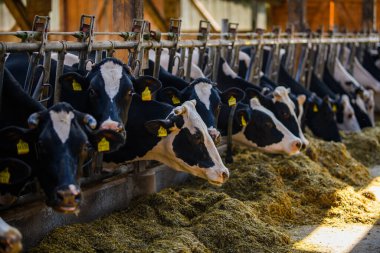 Süt çiftliğindeki inekler. İnek fabrikası. Tarım endüstrisi, tarım, insanlar ve hayvancılık kavramı. Çiftlikteki inek. İnek çiftliği sütü