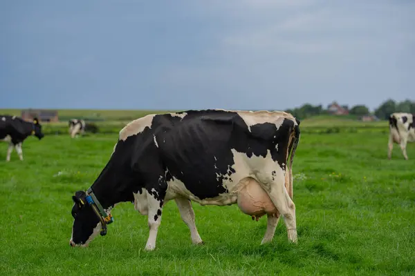 Holstein İnek Sürüsü. Çiftlikte inek sürüsü otluyor. Çayırdaki süt ineği sürüsü. İnek yetiştiriciliği Yeşil çayırda siyah ve beyaz inekler
