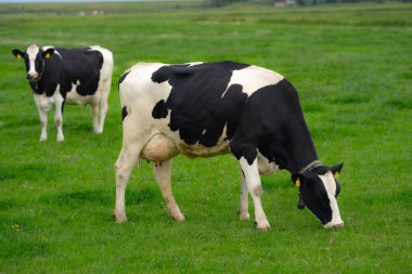 Meadow 'da inek. Yeşil tarlada sığır eti. Çimenli otlaktaki inek. Kırsalda bir inek. İnekler yaz otlaklarında otlar. İneklerle dolu kırsal araziler. Otlaktaki inekler