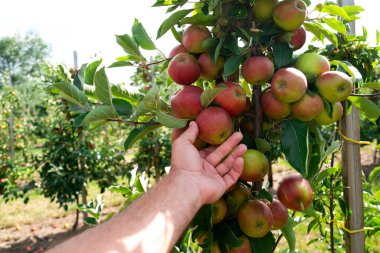 Organik elma hasadı. Bahçıvanın elinde taze elma. Elma bahçesi. Hasat konsepti. Kırmızı sulu elmalar. Hasat ve hasat mevsimi