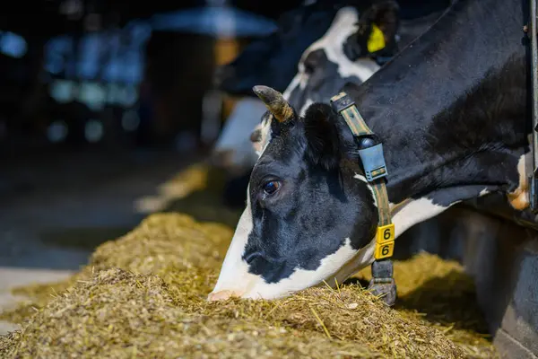 İnek sütü çiftliği. Çevre tarımı. Yem alanındaki inek yavrusu. İnekler ahırdaki çitleri dikizliyorlar. Holstein inekleri ahırda. Süt çiftliği. Tarım endüstrisi