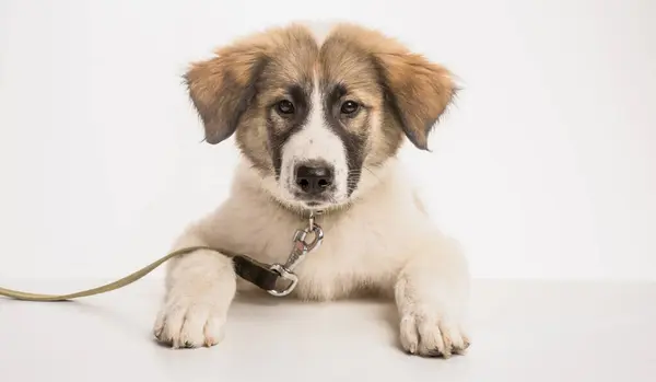 Köpek tasması. Beyaz arka planda sevimli bir köpek. Komik köpek. Tasmalı köpek yavrusu. Mutlu köpek yavrusu. Yavru köpek.