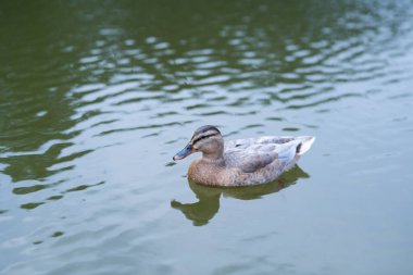 Sudaki ördek. Ördek kuşu. Çiftlik hayvanları kırsal kesimdeki hayvanlar. Kümes hayvanları çiftliği. Doğa yaban hayatı. Göldeki Mallard ördeği. Ördek suda yüzüyor.