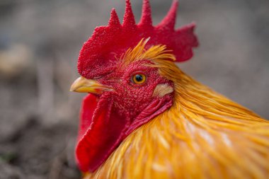 Horoz. Horoz horozu. Çiftlik hayvanları. Kümes hayvanları çiftliği. Çiftlikteki horoz horozu. Çiftçilik. Kırsal tarım arazisi. Horoz çiftlikte. Izgara tavuk.