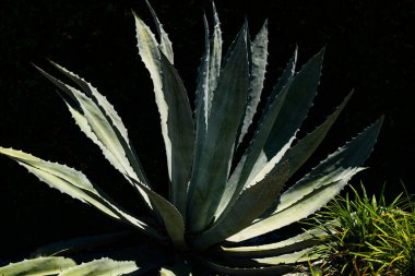 Kaktüs deseni. Agave kaktüs arka planı. Kaktüs mü kaktüs bitkisi mi? Kaktüs bitkileri. Arka planda dikenli sulu bitki. Yeşil diken sulu