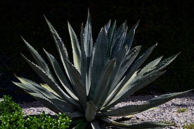 Agave bitkisi. Tekilaya karşılık Agave. Kaktüs arka planı, tasarım ya da kaktüs deseni. Kaktüs mü kaktüs bitkisi mi? Kaktüs bitkileri. Arka planda dikenli sulu bitki. Yeşil diken sulu