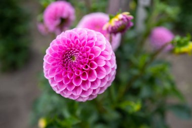 Çiçek arkaplanı. Çiçeğe yaklaş. Makro fotoğraf. Çiçek yaprakları. Çiçek Doğa. Açma mevsimi. Renkli kasımpatı çiçekleri