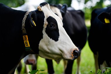 Holstein İnek Sürüsü. Çiftlikte inek sürüsü otluyor. Çayırdaki süt ineği sürüsü. İnek çiftliği. Yeşil çayırlarda siyah beyaz inekler