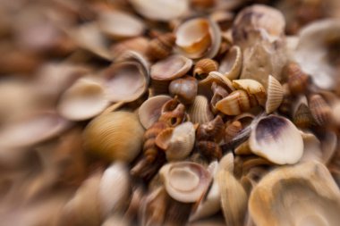 Arkaplan için deniz kabukları. Tasarım için deniz kabukları. Duvar kağıdı için deniz kabukları. Renkli kabuk dokusu. Deniz kabukları arka planda. Deniz kabukları. Egzotik okyanus kabukları