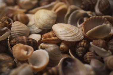 Yumuşakça kabuklar. Deniz kabuğu arka planı. Okyanus kabukları. Deniz kabuğu arka planı. Deniz kabuklarının dokusu. Yaz mevsimi