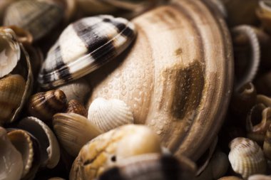 Mermiler. Yumuşakça kabuklar. Deniz kabuğu arka planı. Kabukların dokusu. Deniz kabuğu arka planı. Arkaplan olarak renkli deniz kabukları