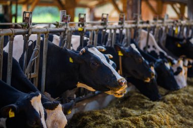 Süt çiftliğindeki inek. Çiftlikteki inek. Hayvan yetiştiriciliği. İnek fabrikası. Süt çiftliğindeki inek. Tarım endüstrisi, tarım, insanlar ve hayvancılık kavramı