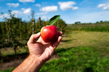 Organic apple harvest. Eco gardening. Hand with fresh apple. Apple orchard. Harvest concept. Red ripe juicy apples. Ecology harvest clipart