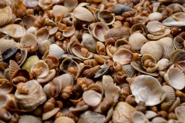 Deniz kabuğu deseni. Duvar kağıdı için deniz kabukları. Renkli kabuk dokusu. Deniz kabukları arka planda. Deniz kabukları. Egzotik okyanus kabukları. Arkaplan için deniz kabukları