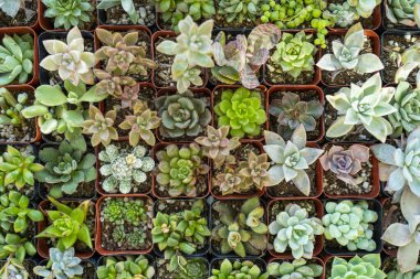 Kaktüs arka planı. Yerli bitkiler. Tasarım ya da kaktüs deseni. Kaktüs mü kaktüs bitkisi mi? Kaktüs bitkileri. Arkaplan sulu bitkiler. Yeşil diken sulu