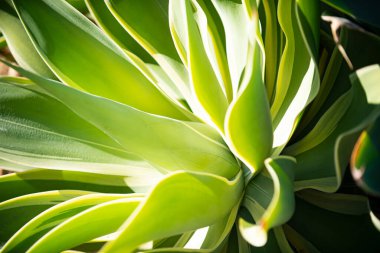 Yeşil Bitkiler. Yeşil Yapraklar arka planı. Yeşil doğa geçmişi. Yeşil yaprak. Bitki yaprağı arka planı. Arkaplanda bitkiler bırakır