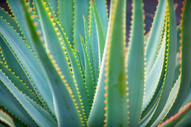Yeşil diken sulu. Agave bitkisi. Tekilaya karşılık Agave. Kaktüs arka planı, tasarım ya da kaktüs deseni. Kaktüs mü kaktüs bitkisi mi? Kaktüs bitkileri. Dikenli sulu arka plan bitkisi
