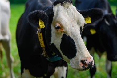 Holstein İnek Sürüsü. Çiftlikte inek sürüsü otluyor. Çayırdaki süt ineği sürüsü. İnekçilik. Yeşil çayır üzerinde siyah beyaz inekler