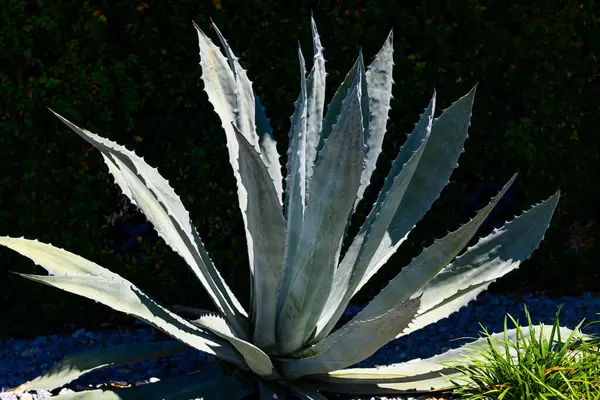 Yeşil diken sulu. Agave bitki yaprakları. Tekilaya karşılık Agave. Kaktüs arka planı, kaktüs deseni. Kaktüs mü kaktüs bitkisi mi? Kaktüs bitkileri. Dikenli sulu arka plan bitkisi