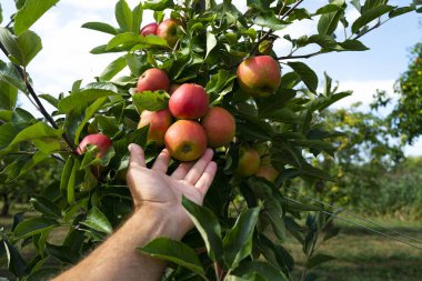 Elma bahçesi. Taze elma hasadı. Bahçedeki bir dalda olgun sulu elmalar. Elma tarlasında sulu elmalar. Elma hasatı