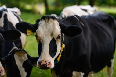Meadow 'da inek. Yeşil tarlada sığır eti. Çimenli otlaktaki inek. Kırsalda bir inek. İnekler yaz otlaklarında otlar. İneklerle dolu kırsal araziler. Otlaktaki inekler