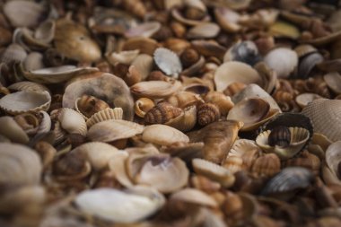 Okyanus kabukları. Yumuşakça kabuklar. Deniz kabuğu arka planı. Kabukların dokusu. Deniz kabuğu arka planı. Arkaplan olarak renkli deniz kabukları