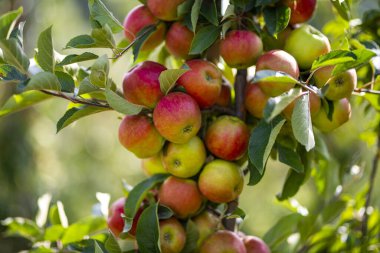 Bahçesinde olgun kırmızı elmalar olan elma ağaçları. Ağaçların dallarında doğal kırmızı elmalar. Sonbahar elma bahçesi. Elma bahçesinde kırmızı sulu elmalar