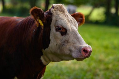 Kahverengi otlayan inek. Yaz yeşili tarlasında Hereford ineği. Yeşil otlakta otlayan inek. Yaz kırsal arazisi ve inekler için otlak. Kırsaldaki inek sürüsü. Çiftlik arazilerinde inekler. Süt çiftliği