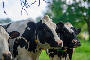 Meadow 'da inek. Yeşil tarlada sığır eti. Çimenli otlaktaki inek. Kırsalda bir inek. İnekler yaz otlaklarında otlar. İneklerle dolu kırsal araziler. Otlaktaki inekler
