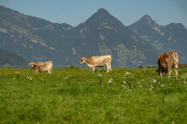 Cows in a mountain field. Cow at alps. Brown cow in front of mountain landscape. Cattle on a mountain pasture. Village location, Switzerland. Cow at alpine meadow. Cow grazing on meadow clipart