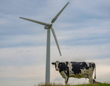 İnek ile Eko çiftliği. İnek çiftliği. Yeşil enerji konsepti. Eko çiftliği. Rüzgar enerjisi. Çevre tarımı. Yeşil elektrik. Rüzgar jeneratörü gücü. Alternatif enerji. Yeşil tarlada inek