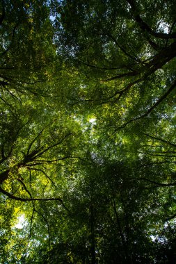 Arkaplan bırakır. Yeşil doğa geçmişi. Ormanda yeşil yaprak. Yeşil yapraklı arka plan. Bulanık yeşil arka planda yeşil yaprak ormanı. Arkaplanda bitkiler bırakır