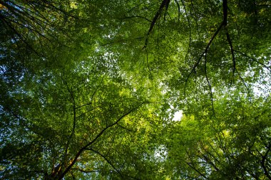 Arkaplanda bitki bırakır. Yeşil Yapraklar arka planı. Yeşil doğa geçmişi. Ormanda yeşil yaprak. Yeşil yapraklı arka plan. Bulanık yeşil arka planda yaprak ormanı