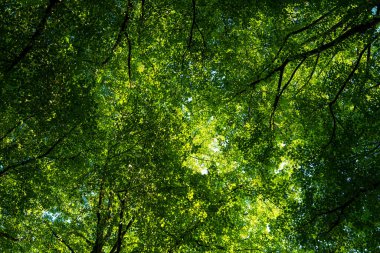 Bitkiler, yaprak arkaplanı. Yeşil Yapraklar arka planı. Yeşil doğa geçmişi. Ormanda yeşil yaprak. Yeşil yapraklı arka plan. Bulanık yeşil arka planda yaprak ormanı