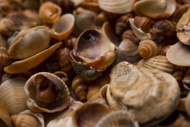 Yumuşakça kabuklar. Deniz kabuğu arka planı. Okyanus kabukları. Deniz kabuğu arka planı. Deniz kabuklarının dokusu. Yaz mevsimi