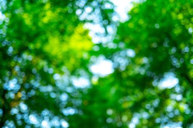 Bahçedeki yeşil yaprağın doğası. Yeşil yapraklı arka plan. Ormanda yaprak. Arkaplanda bitki bırakır. Doğal yeşil yapraklı bitkiler. Orman geçmişi. Yeşil doğa arkaplanı