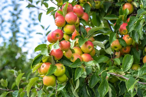 Bahçedeki bir dalda kırmızı sulu elmalar. Elma bahçesi. Elma ağaçları. Kırsal bahçe. Ağaçta olgun kırmızı elmalar. Bahçedeki ağaçtaki elma