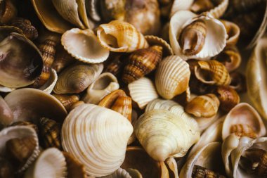 Deniz kabukları. Deniz kabuğu koleksiyonu. Arka plan olarak deniz kabukları. Deniz kabukları. Egzotik okyanus kabukları