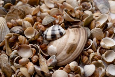 Mermiler. Yumuşakça kabuklar. Deniz kabuğu arka planı. Kabukların dokusu. Deniz kabuğu arka planı. Arkaplan olarak renkli deniz kabukları
