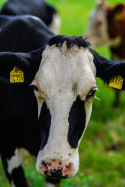 Yaz otlağında inek. Alplerde otlayan inek sürüsü. Holstein inekleri, Jersey, Angus, Hereford, Charolais, Limousin, Simmental, Guernsey, Ayrshire, Brahman sığırları. Tarlada inek. Süt ineği